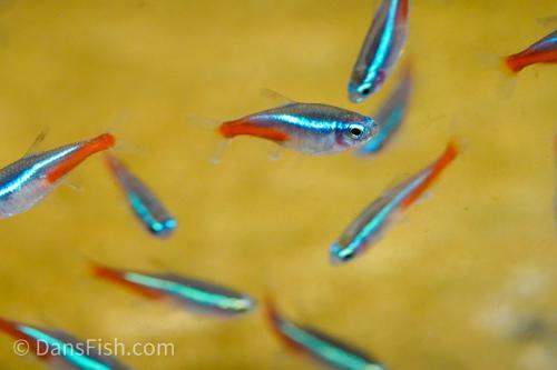 Neon Tetra