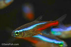 Neon Tetra