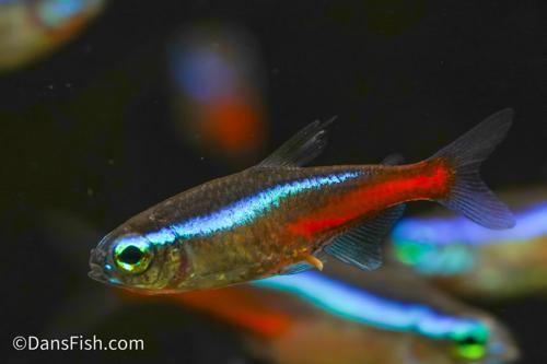 Neon Tetra