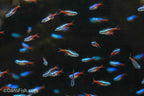 Neon Tetra