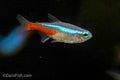 Neon Tetra
