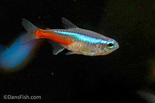 Neon Tetra