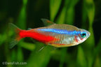 Neon Tetra