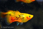 Neon Yellow Calico Platy