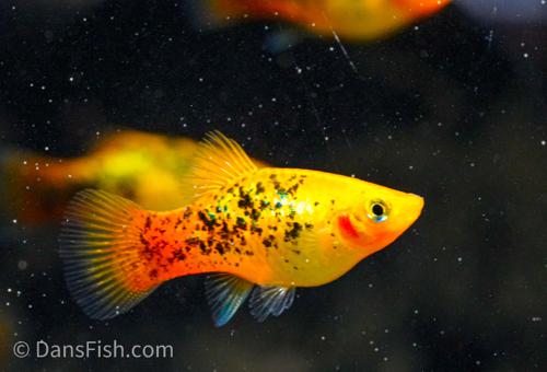 Neon Yellow Calico Platy