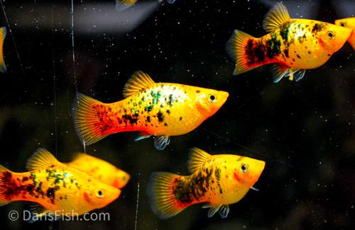 Neon Yellow Calico Platy