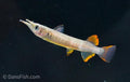 Red Celebes Halfbeak "Muna Regency"