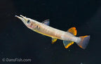 Red Celebes Halfbeak "Muna Regency"