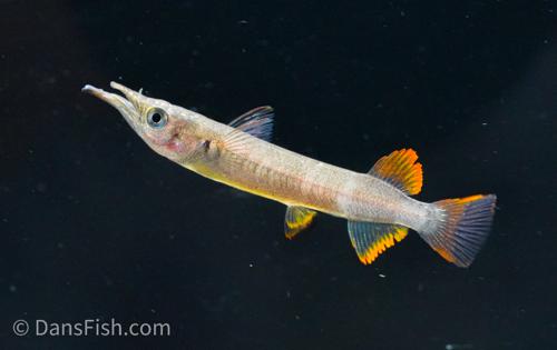 Red Celebes Halfbeak "Muna Regency"