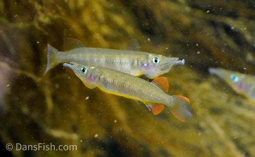 Nuha Village Halfbeak