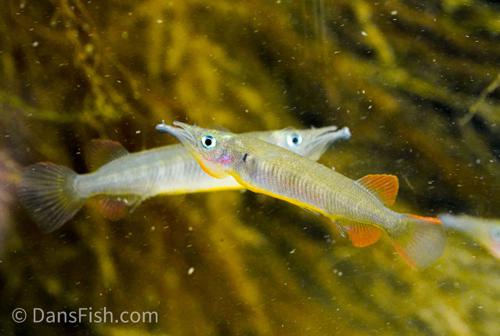 Nuha Village Halfbeak