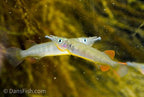 Nuha Village Halfbeak