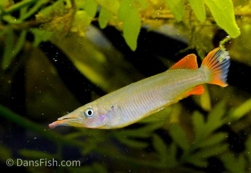 Nuha Village Halfbeak