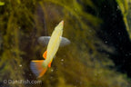 Nuha Village Halfbeak
