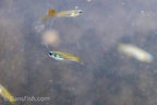 Normans Lampeye Killifish