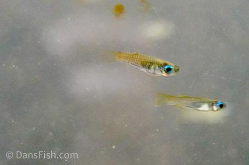 Normans Lampeye Killifish