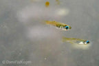 Normans Lampeye Killifish