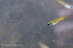 Normans Lampeye Killifish