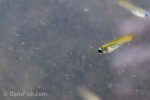 Normans Lampeye Killifish