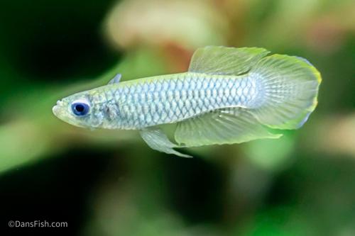 Normans Lampeye Killifish