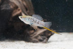 Northern Mountain Swordtail