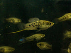 Northern Mountain Swordtail