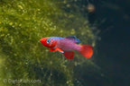 Notho rubripinnis 'Mbezi'