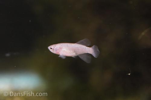 Notho rubripinnis 'Mbezi'