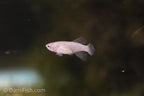 Notho rubripinnis 'Mbezi'