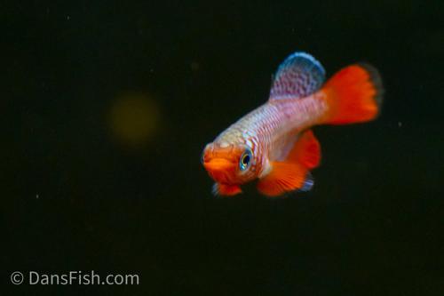 Notho rubripinnis 'Mbezi'