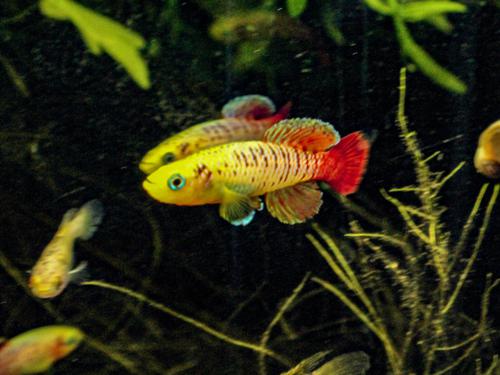 Nothobranchius guentheri 'Gold'