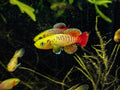 Nothobranchius guentheri 'Gold'