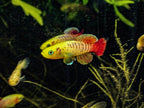 Nothobranchius guentheri 'Gold'