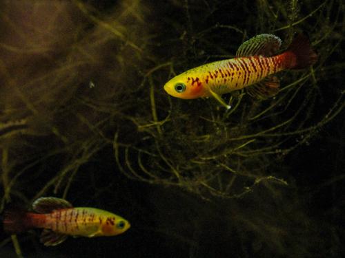 Nothobranchius guentheri 'Gold'