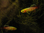 Nothobranchius guentheri 'Gold'