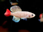 Nothobranchius patrizii