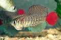 Nothobranchius patrizii