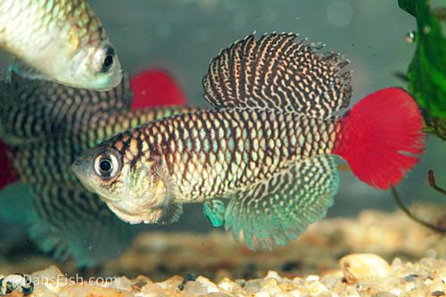 Nothobranchius patrizii
