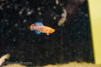 Nothobranchius rachovii