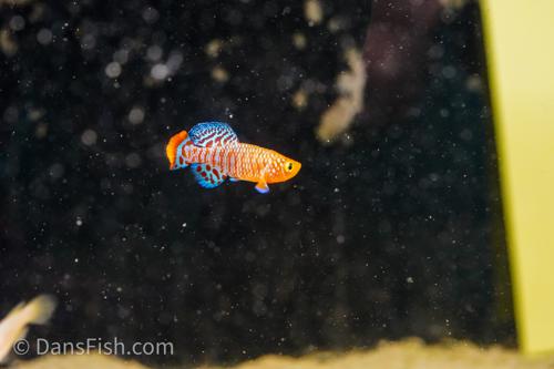 Nothobranchius rachovii