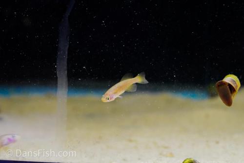 Nothobranchius rachovii