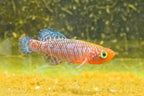 Nothobranchius rachovii