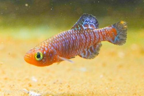 Nothobranchius rachovii