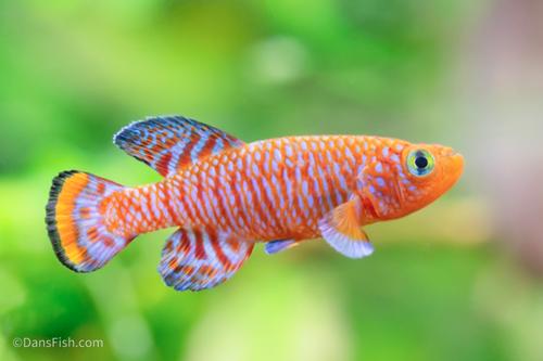 Nothobranchius rachovii