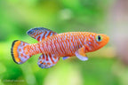 Nothobranchius rachovii