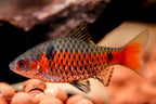 Odessa Barb