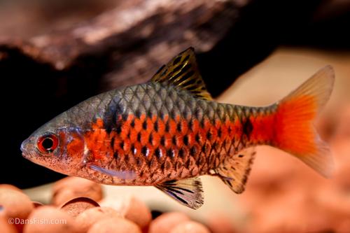 Odessa Barb