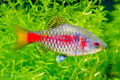 Odessa Barb