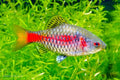 Odessa Barb