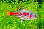 Odessa Barb